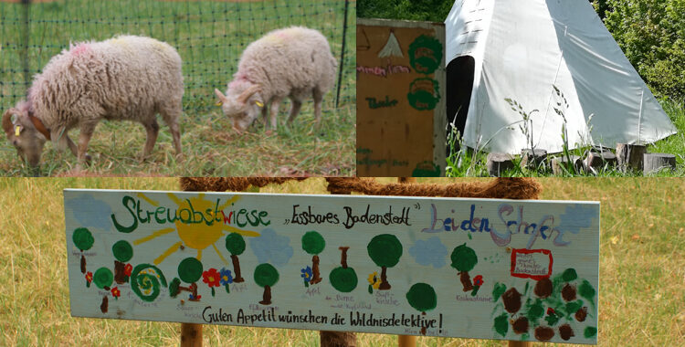 Crowdfunding- Kampagne: Spendenaufruf für Wildniskünstler