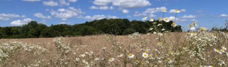 Feld