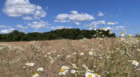 Feld
