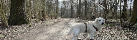 Bezirksrat beschließt: Hundekottütenspender fürs Bornumer Holz