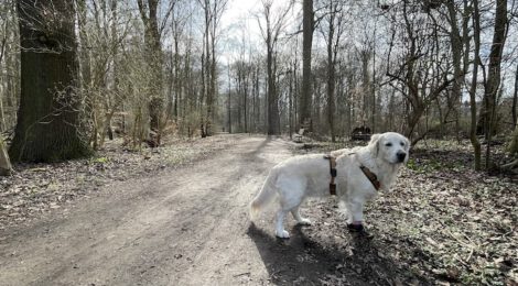 Bezirksrat beschließt: Hundekottütenspender fürs Bornumer Holz