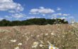 Feld