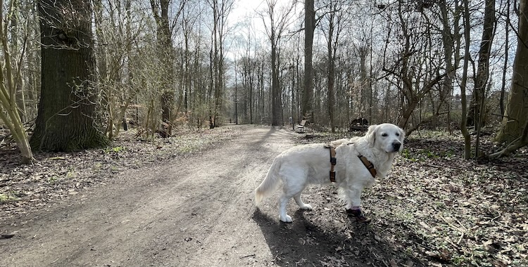 Bezirksrat beschließt: Hundekottütenspender fürs Bornumer Holz